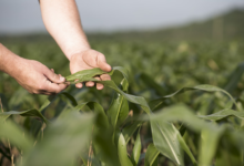 5 Signs Your Crops Need Chelated Micronutrients Before It Impacts Yield 11 chelated micronutrients