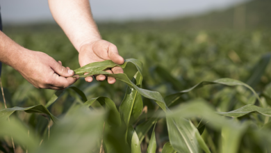 5 Signs Your Crops Need Chelated Micronutrients Before It Impacts Yield 8 chelated micronutrients