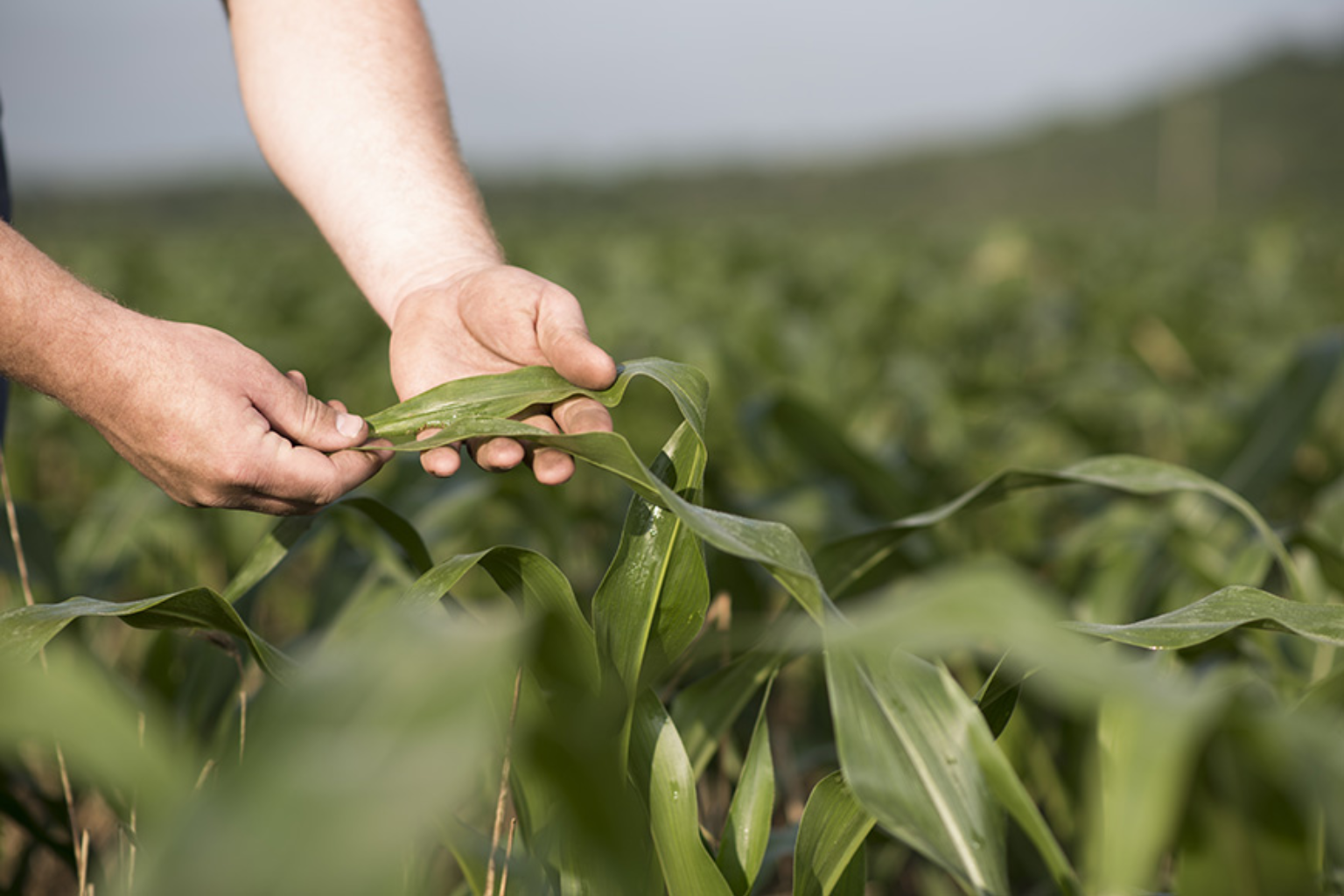 chelated micronutrients